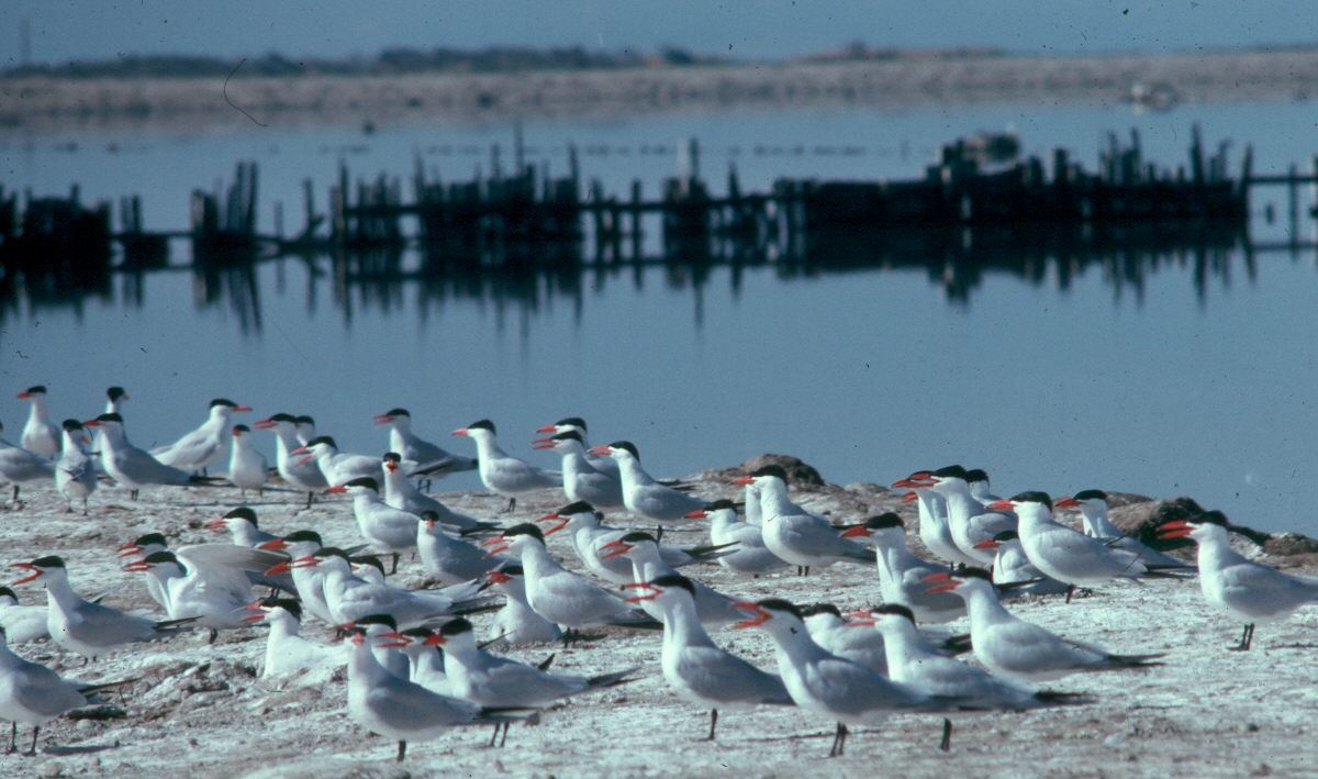 Caspian terns on a pond island.