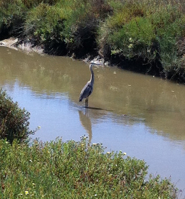 heron in waterway