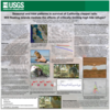 Seasonal and tidal patterns in survival of California clapper rails: Will floating islands mediate the effects of critically limiting high tide refugia? (Poster Thumbnail)