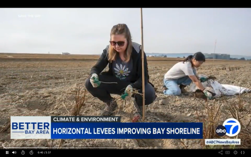 ABC 7 video footage of people planting a Ravenswood habitat transition zone