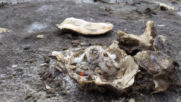 Snowy Plover chicks in an oyster shell. Credit: SFBBO