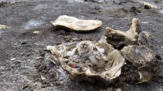 Snowy Plover chicks in an oyster shell. Credit: SFBBO